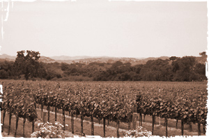 Best Santa Ynez and Santa Barbara County vinyards